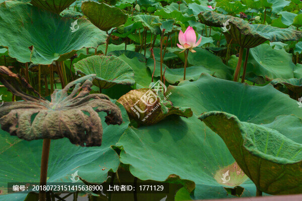 荷花