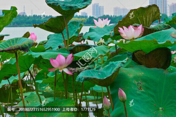 荷花池