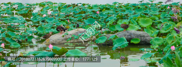 水鴨