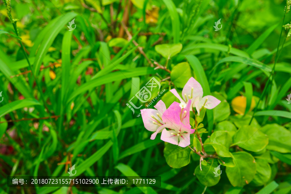 葉子花