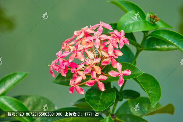 龍船花
