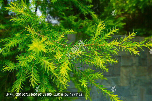 綠色背景