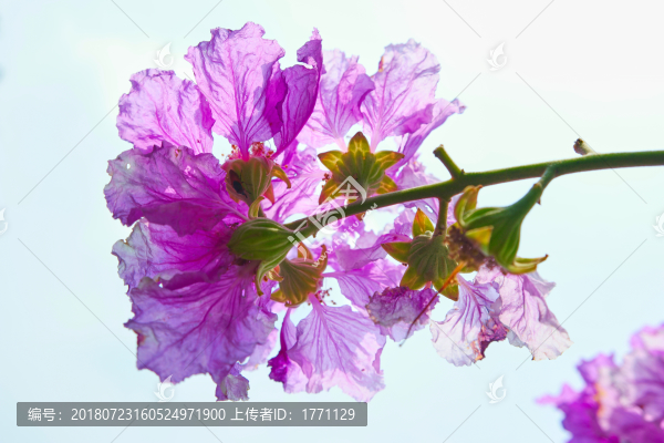紫薇