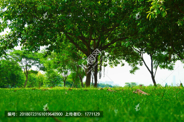 公園樹林