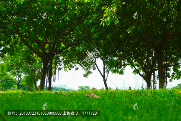 公園樹林
