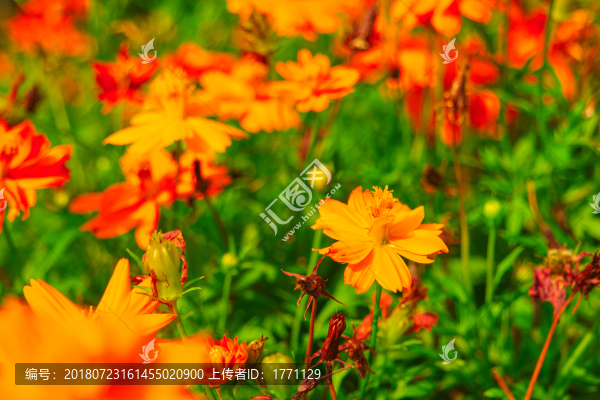 硫華菊