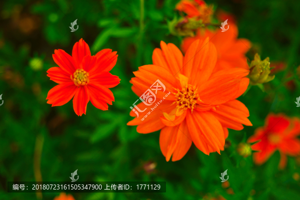 硫華菊