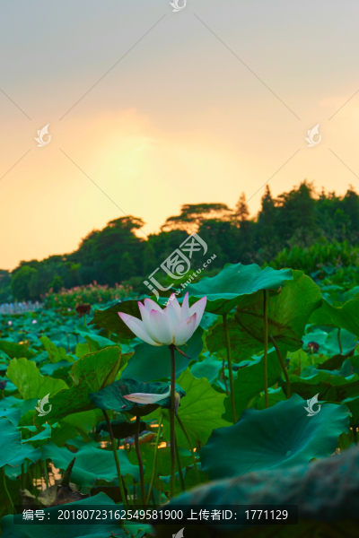 睡蓮
