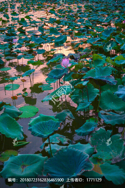 荷花池