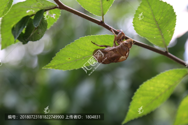 蟬