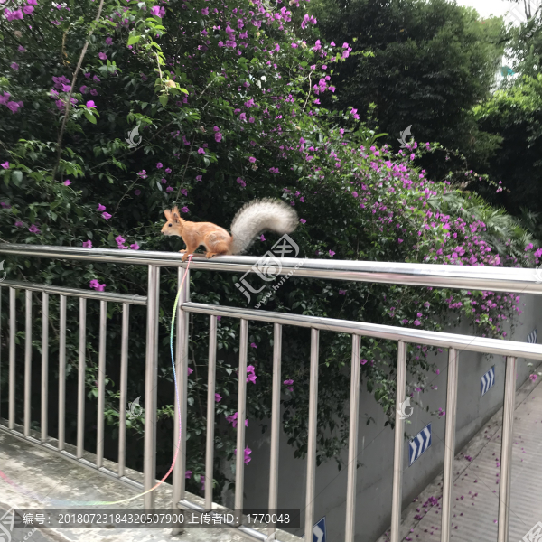 松鼠