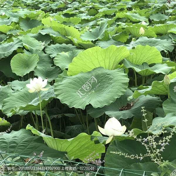 荷葉