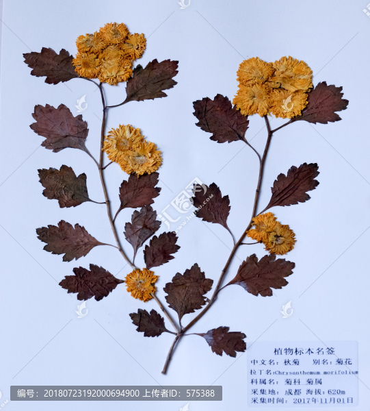 菊花標(biāo)本