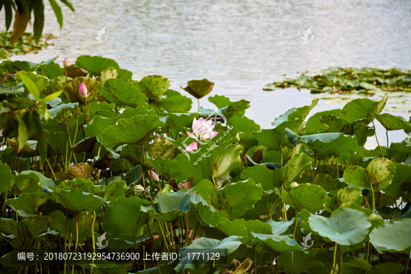 荷花池