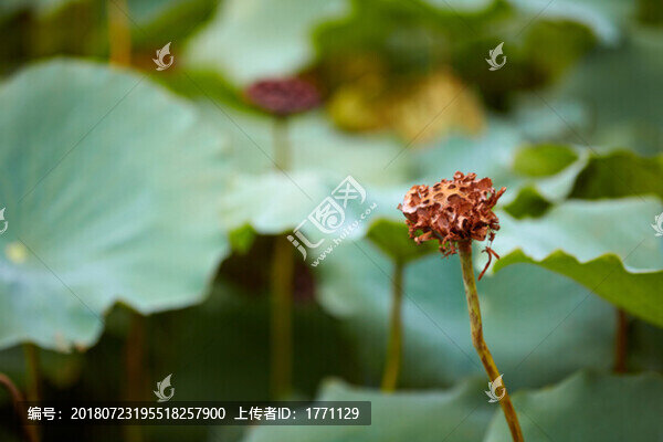 蓮花