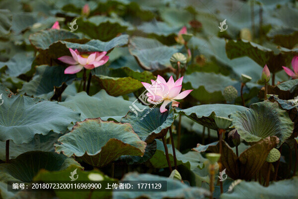 荷花池
