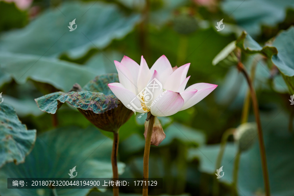 荷花蓮蓬