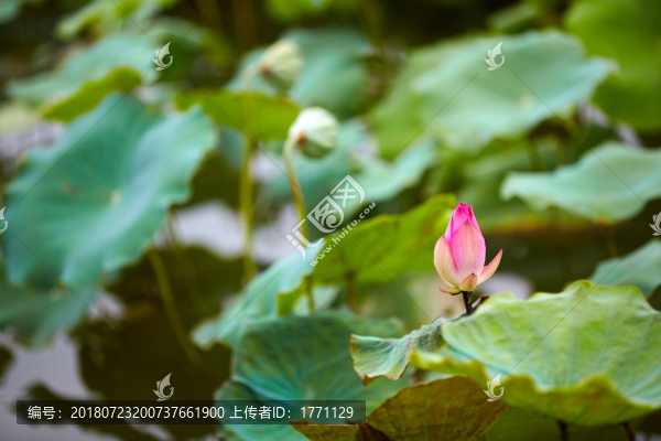 荷花蓮蓬