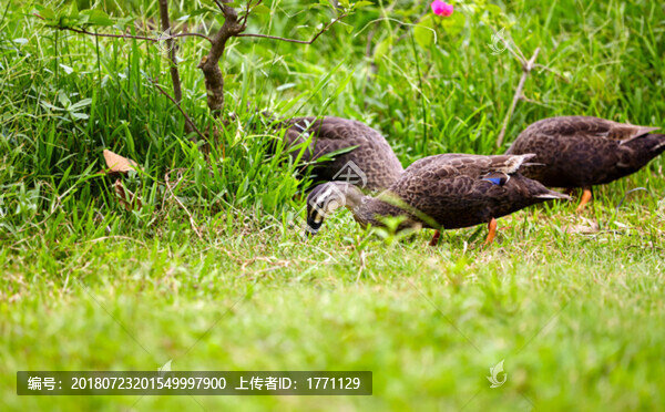 野生水鴨