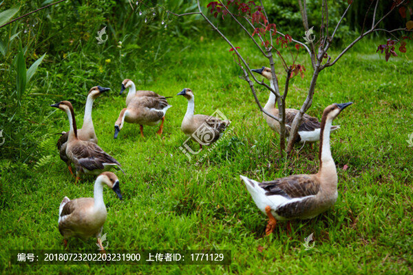 鵝群