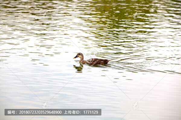 水鴨
