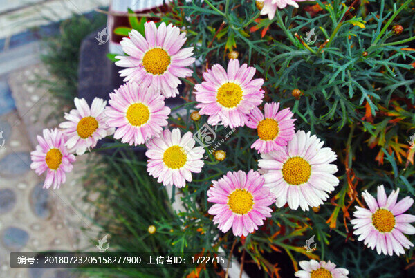 太陽花