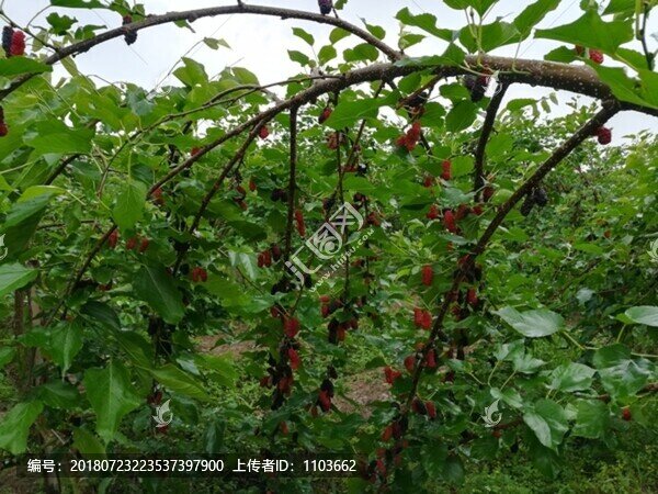 桑葚成熟了