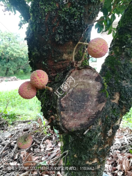 荔枝