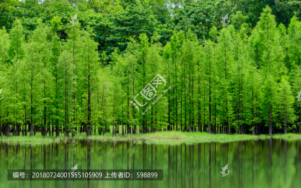 陽(yáng)光水杉林