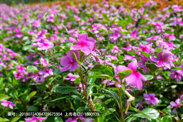 長(zhǎng)春花