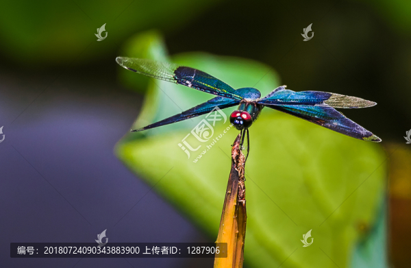 蜻蜓