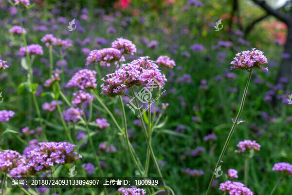馬鞭草