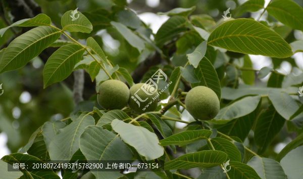 核桃樹