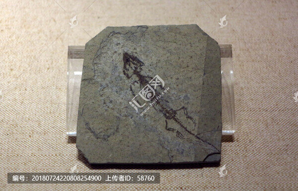 細小矢部龍