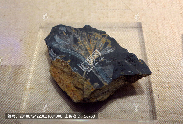 纖細(xì)拜拉化石