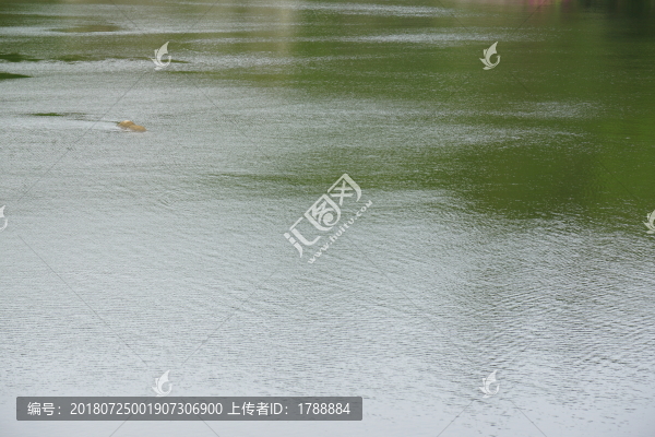 水波紋