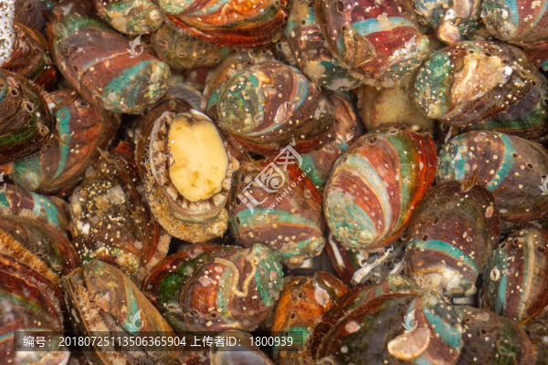 鮑魚