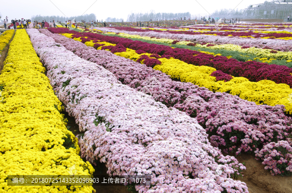 菊園花圃