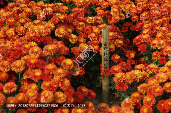 秋花爭艷