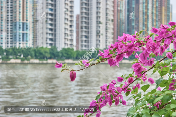珠江美景