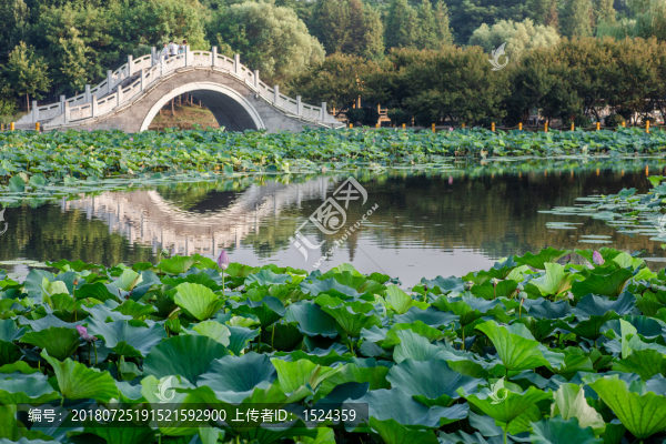 公園荷花