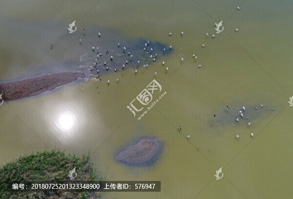 反嘴鷸