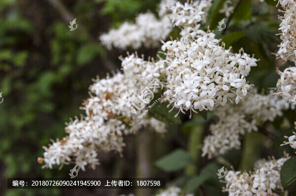 女貞花