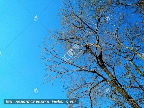 烏桕