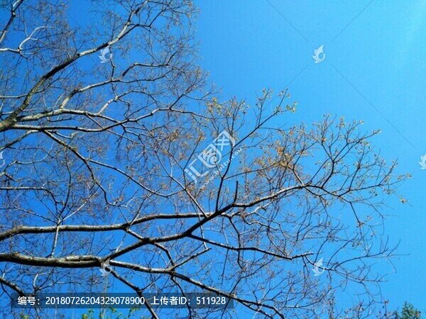 烏桕