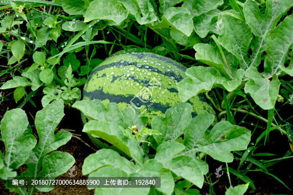露水西瓜