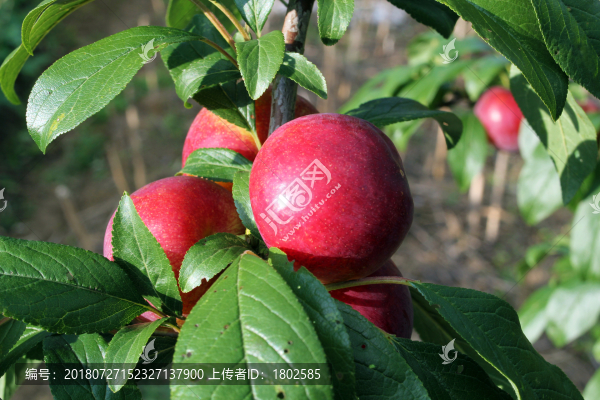脆紅李子杏李紅布林櫻桃李