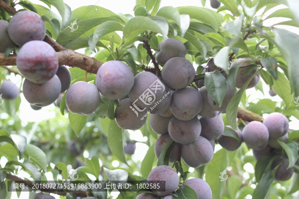 鳳凰李脆紅李紅脆李