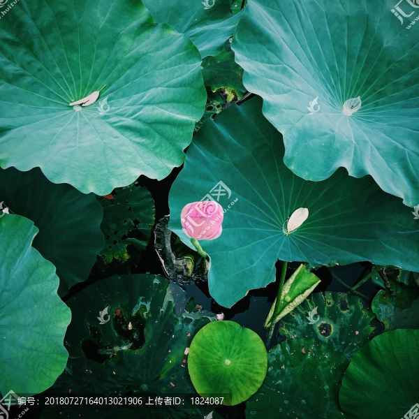 荷花