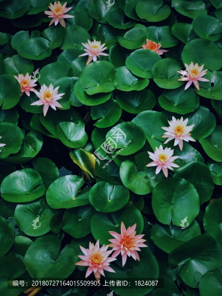 蓮花